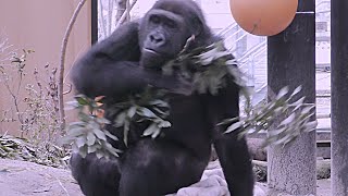 荒れるゲンタロウ💗ひとりぼっちの寂しさから？【京都市動物園】