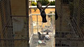Amazing Pigeon Trap Setup in Village Life #pigeon #chicken #farming