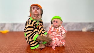 Monkey Mit doesn't like wearing helmets like Monkey Kaka by Monkey KaKa 37,310 views 13 hours ago 9 minutes, 28 seconds