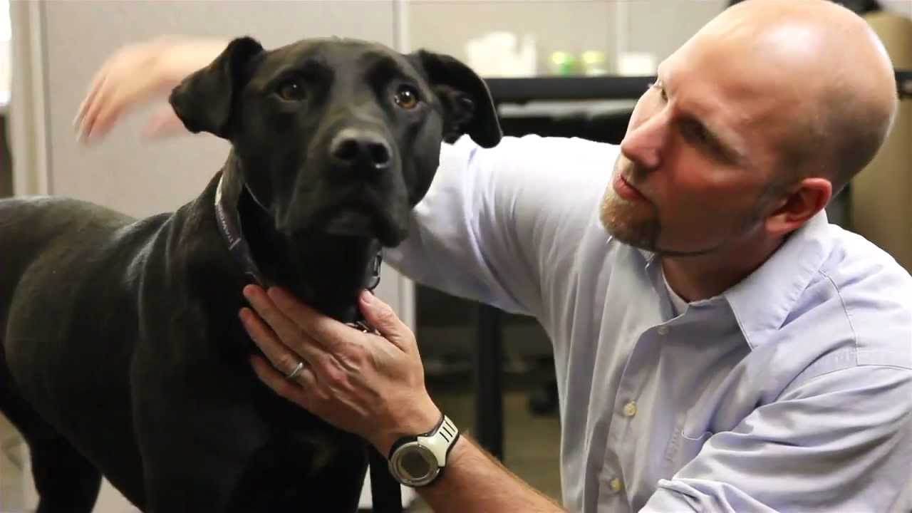 Hunting Dog Safety Preventing Hearing Loss YouTube