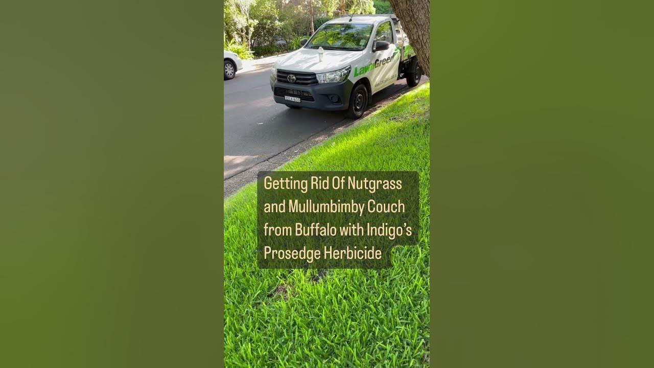 [Nutgrass Control] in Buffalo lawn here in Beecroft NSW [Nut Grass] [Mullumbimby Couch] [Lawn