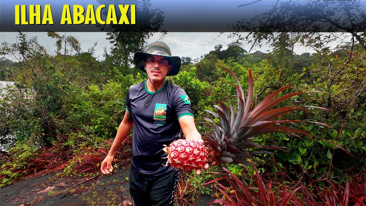 T4:EP21 Encontramos uma Ilha de Abacaxis Selvagens na Amazônia