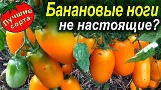 Помидор Банановые Ноги Отзывы Фото