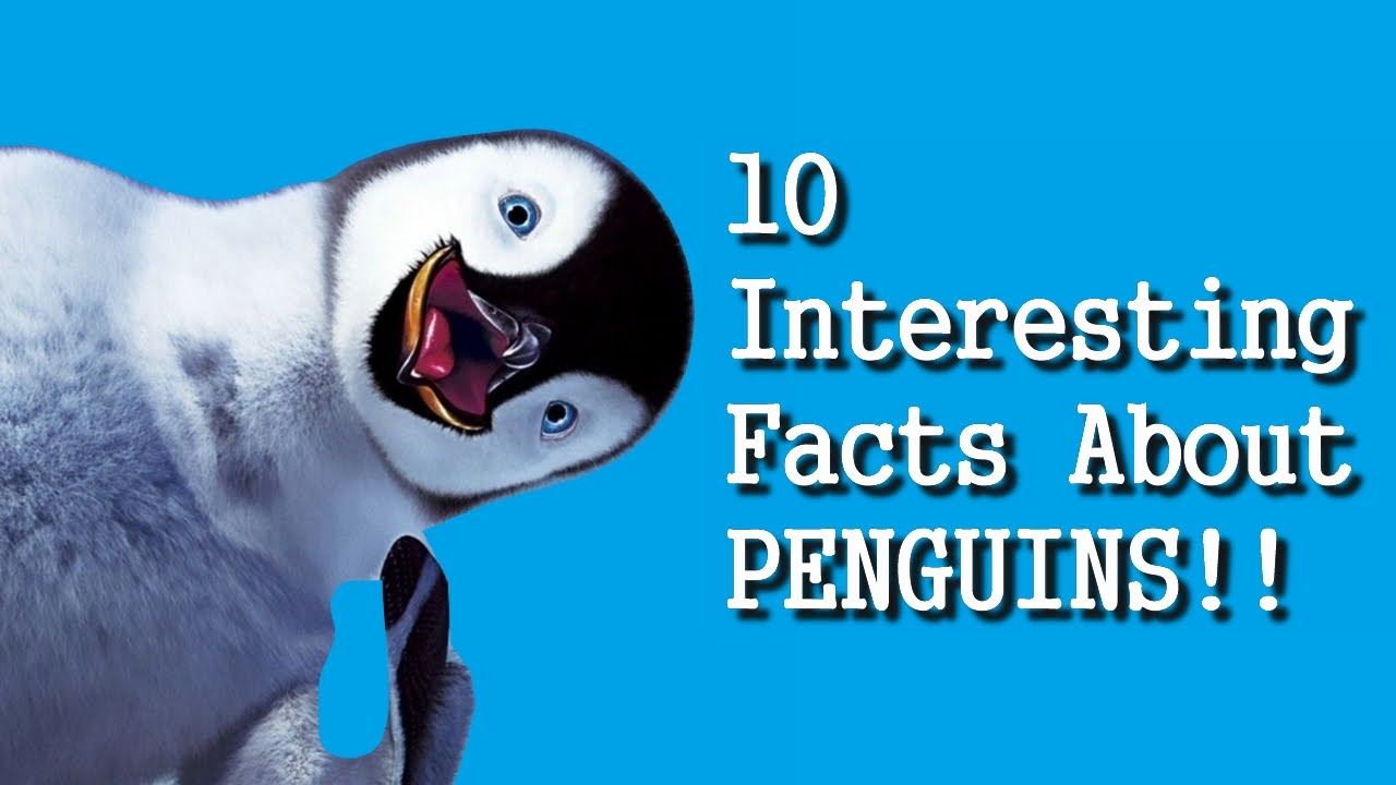 10 Interesting Facts About PENGUINS HD YouTube 10 Interesting Facts About PENGUINS HD YouTube