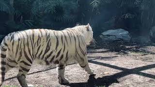 DREAMWORLD'S BEAUTIFUL WHITE TIGER😍🤩😍//#dreamworld #themepark #whitetiger #tiger