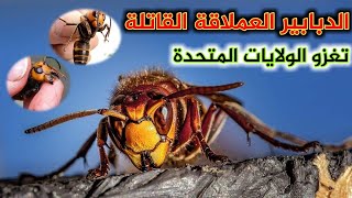 الدبابير العملاقة القاتلة تغزو الولايات المتحدة والهند وإيران !!! لا ينصح لأصحاب القلوب الضعيفة