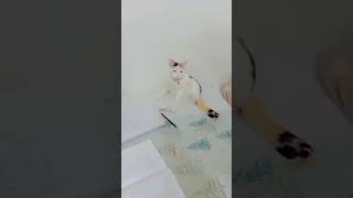 rani study time disturb kr diya #catshorts #cat #cuteanimal #cute @Aa_official_6217 ##catperson