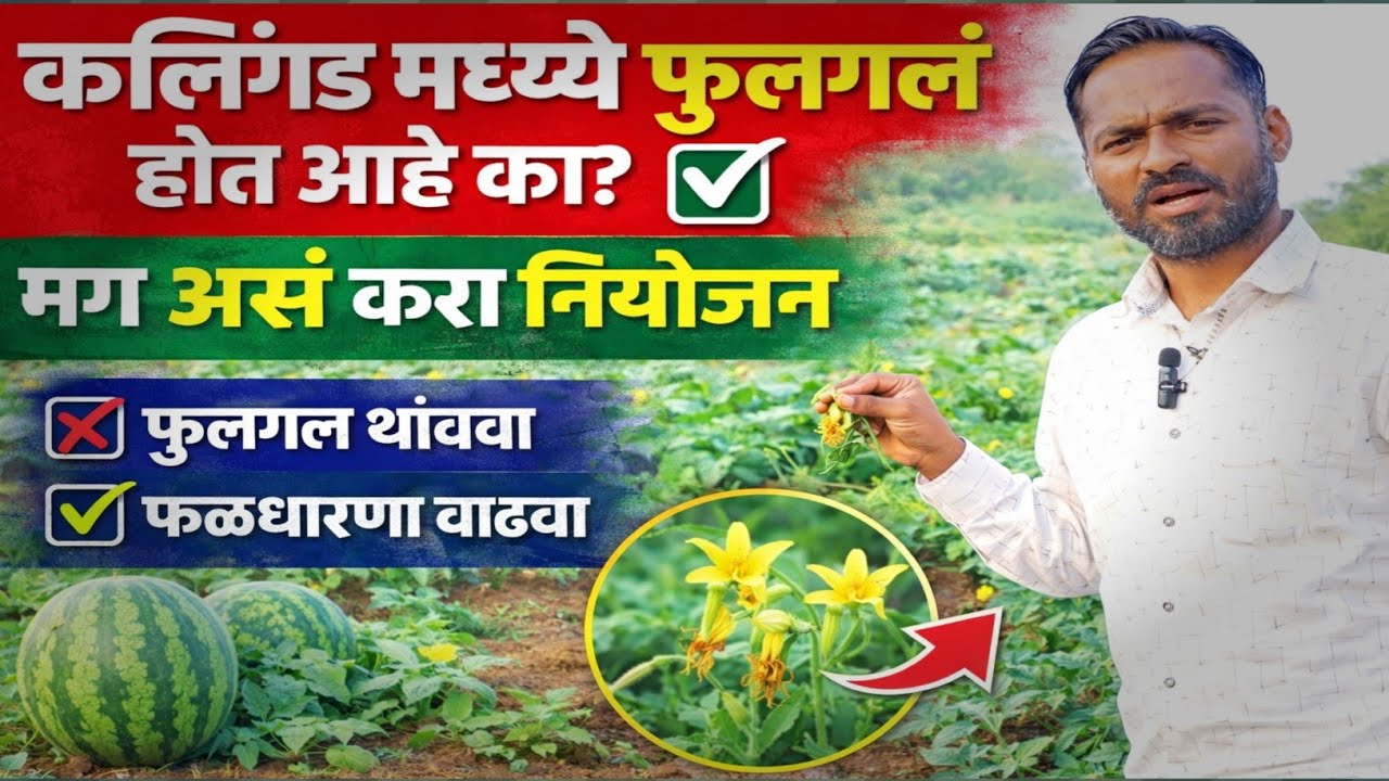 कलिंगड फुलगळ थांबवण्यासाठी योग्य फवारणीचे नियोजन | Kalimgad Farming Marathi #shetkari