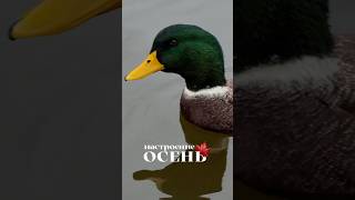 Осень #осеньвгороде #настроениеосень #осеннеенастроение #осенью #хандра #октябрь #пермь