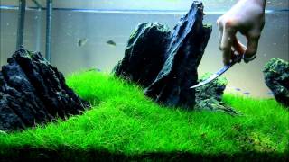 Just Aquascaping - Flowgrow Aquascaping Scissors