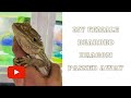 My Female Bearded Dragon Passed Away...