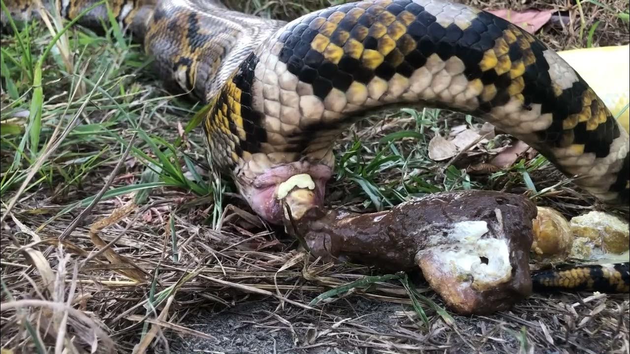 Turmush qurgan ayol jinsiy aloqada bolgan yashirin kamera Chiroyli Aprel Blue stulda otiradi va darhol jinsiy olatni faol ravishda becerdi!