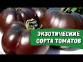 Экзотические сорта томатов