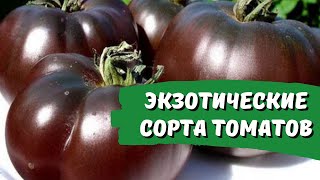 Экзотические сорта томатов