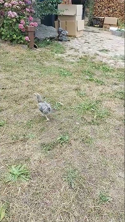 ПОНЯТЛИВЫЙ ЦЫПЛЁНОК🐣🐤🐥 - YouTube