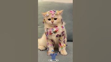 Funny cats. 🐈 😻 🐈‍⬛️