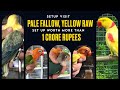 Setup Visit Pale Fallow, Yellow Raw Humble Breeder With A Set Up Worth More Than 1 Crore Rupees