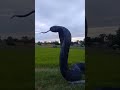 Biggest King Cobra In The World Biggest King Cobra In The World