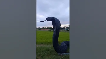 Biggest King Cobra In The World 