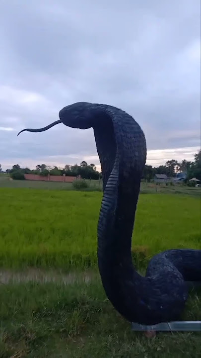 Biggest king cobra in the World
