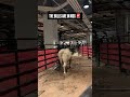 Our bovine athletes are loaded up and ready to buck in @MadisonSquareGarden  🐂