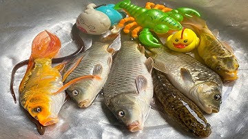 Kem Chanel và con vịt bắt được cá chép, cá vàng, cá sấu, con lươn, trò chơi câu cá thả vào bể bơi