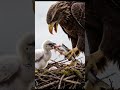 Balb Eagle Feeding with  Little Frey