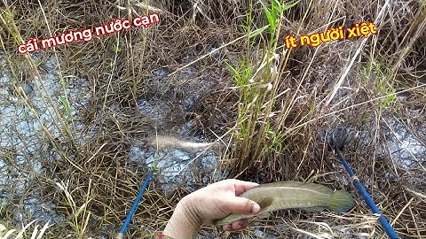Xiệt Trúng Cá Ngon Cái Mương Cạn Ít Người Biết | kích cá miền tây 