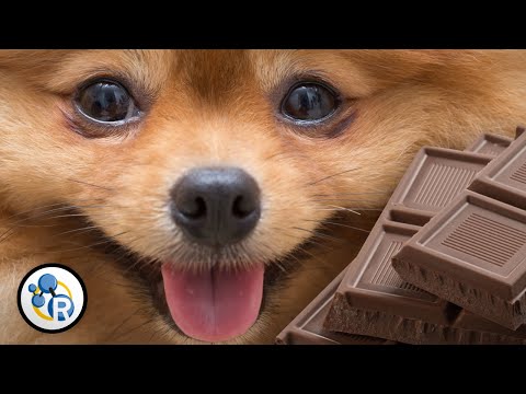 Pourquoi le chocolat est-il mortel pour les chiens ?