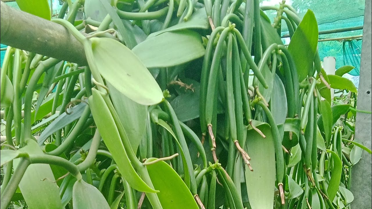 Assam largest vanilla nursery 