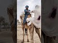 ركب الزوجان جملا مستمتعين بالطقس والحب الجمل هو ملك صحراء ثار  
