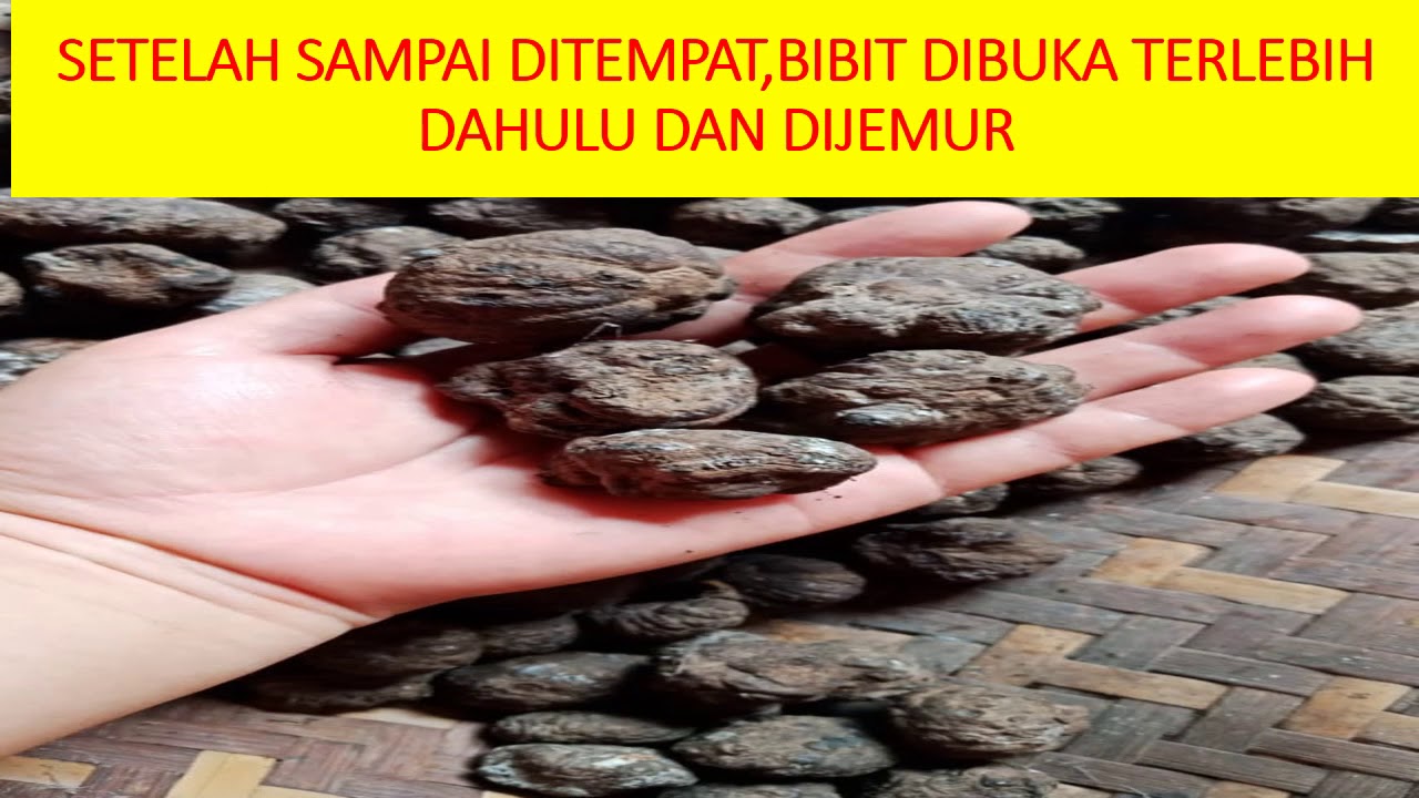 Budidaya Bibit Porang,0822-8115-0149 