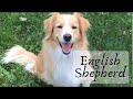 English Shepherd: Farm and Family Dog