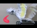 Funniest Parrots which can speak lots of languages