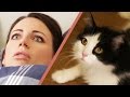 10 Signs Your Cat Owns You