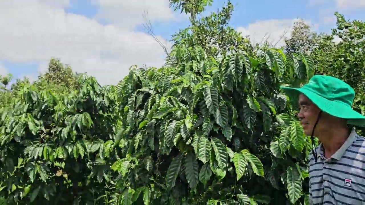 TẠI SAO PHÂN HÓA HỌC VN CÓ TỪ 