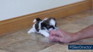 Pebbles Herbie akc shihtzu puppies for sale