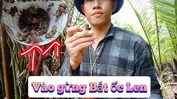 một ngày vào rừng bắt ốc len