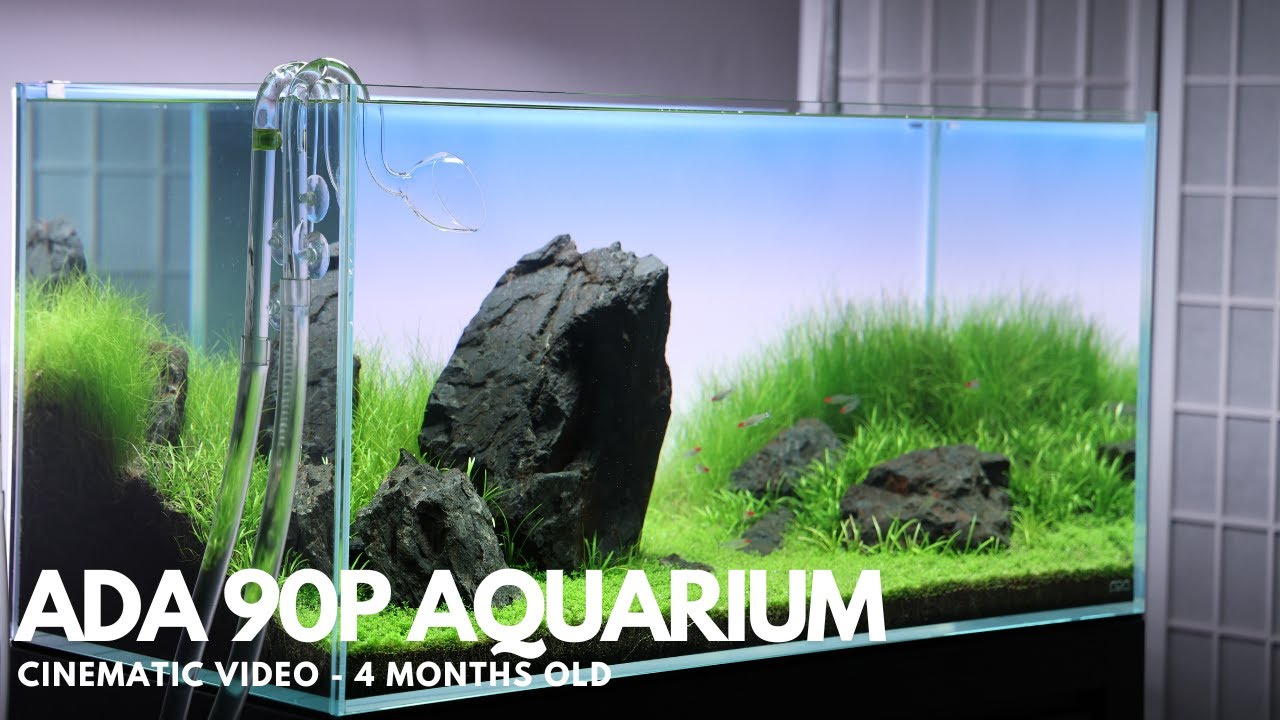 ADA 90P Aquarium After 4 Months - 4K Cinematic - YouTube