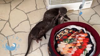 Otters Were Seen Making Love By Their Mom　#Shorts