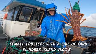 THINGS GET WORSE! LOTS OF BERRIED FEMALES vlog 5- Chasing Giant Lobster at flinders island Tasmania.