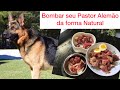 Pastor Alemão- Como bombar seu cachorro na forma natural