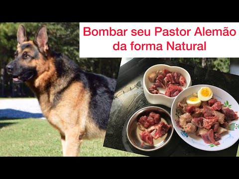 Vídeo: Como Alimentar Cães Pastores