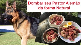 Pastor Alemão Como bombar seu cachorro na forma natural