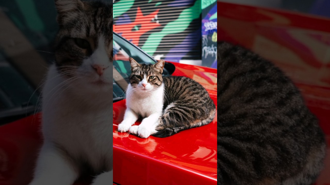 Discovering the Importance of Pet Adoption: Changing Lives with a Furry Friend 🐾 