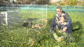 Il cucciolo di cane: la prima notte a casa ...... e le successive!