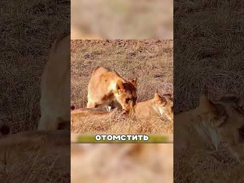 Зебра vs львица: эпичная схватка 🔥🦓🦁