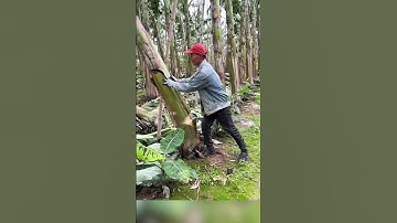 Tại sao hàng ngàn cây chuối bị chặt bỏ? #shorts