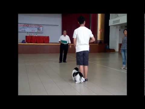 pre novice obedience