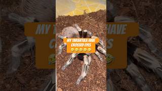 My Tarantula Have Crossed Eyes